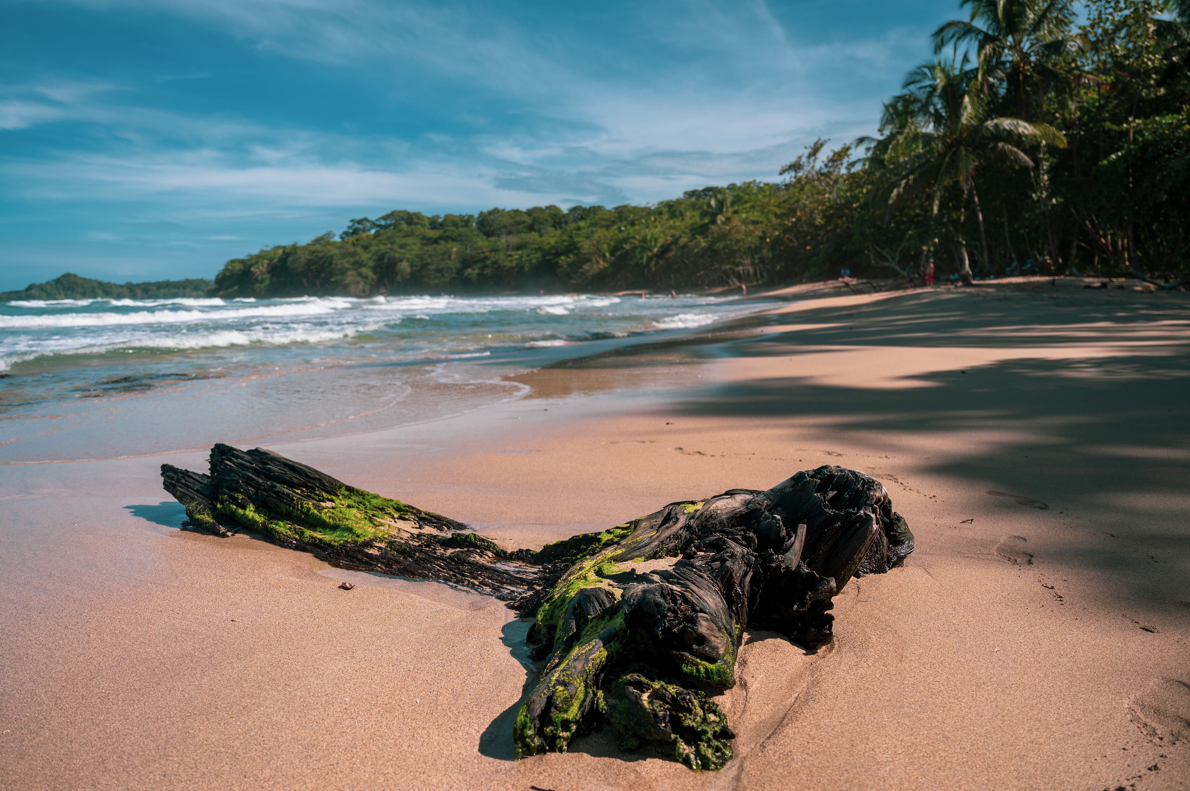 Sunny tropical bay with driftwood on the sand and jungle along the shore